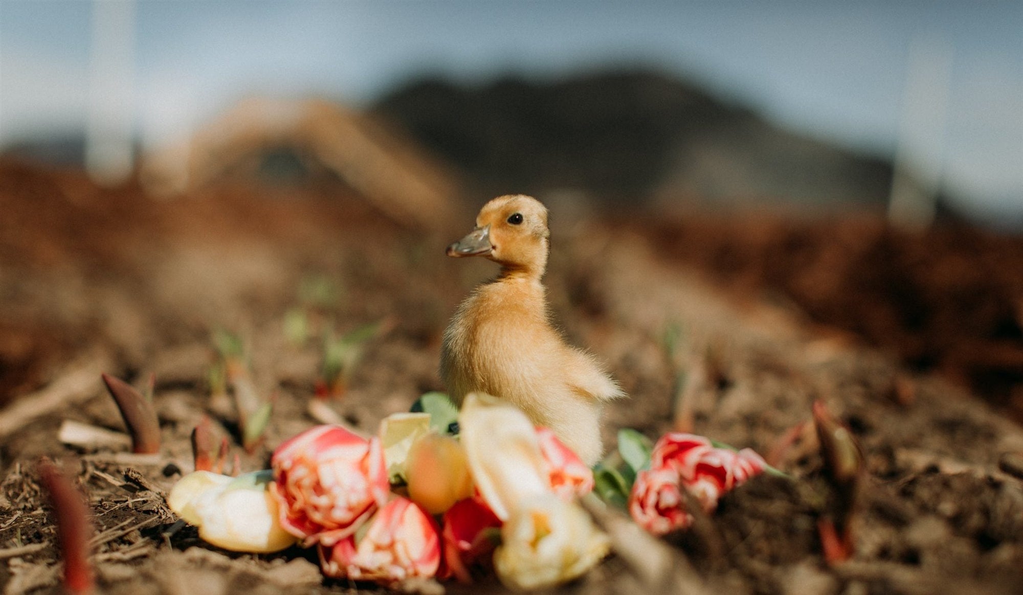 GREENDALE ACRES IN THE NEWS: SPRING 2024 MEDIA FEATURES AND TULIP SEASON HIGHLIGHTS