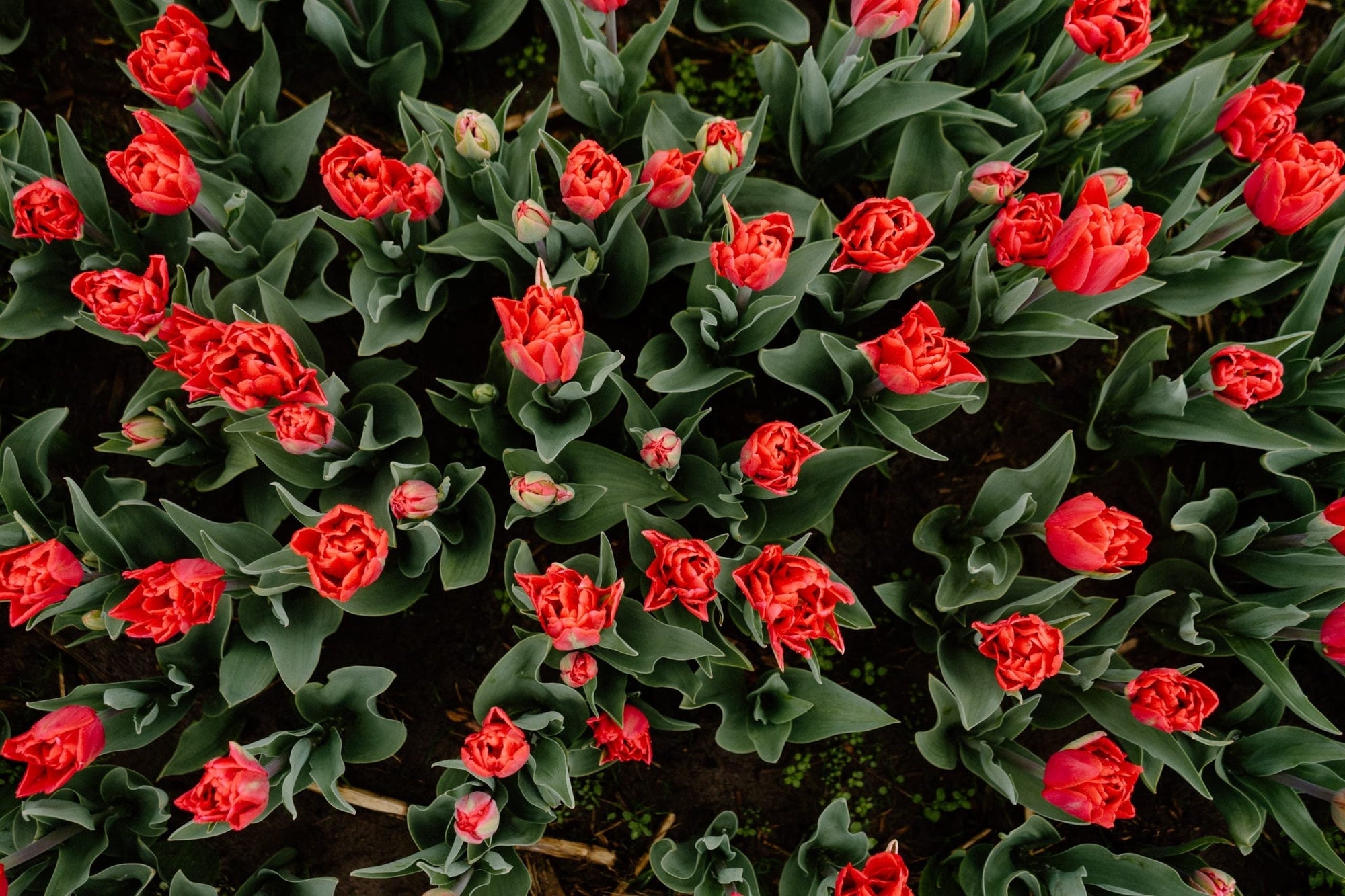 FLOWER FESTIVALS, EASTER EGG HUNTS & MORE: DISCOVER THE MAGIC OF SPRING AT GREENDALE ACRES NEAR VANCOUVER